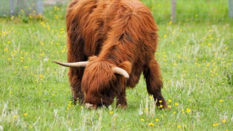 Mini Highland Cow